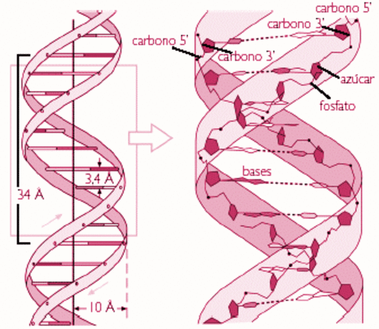 La doble hélice del ADN