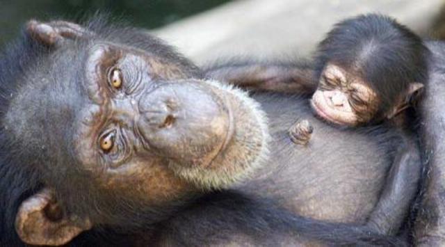 Origen de los prmates