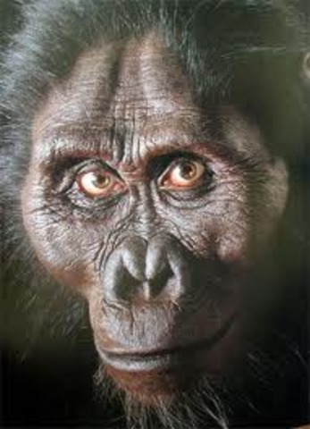 AUSTRALOPITHECUS ANAMENSIS