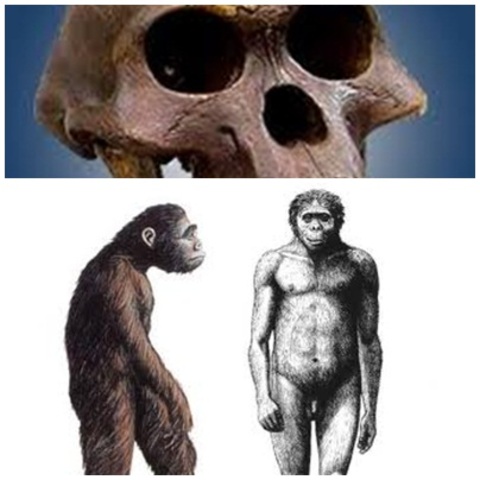 AUSTRIAPITHECUS AFARENSIS