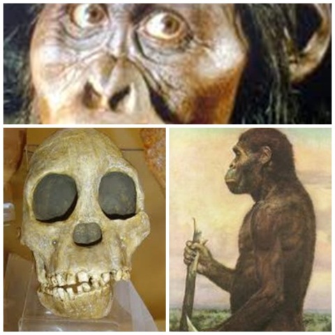 AUSTRIAPITHECUS AFRICANUS