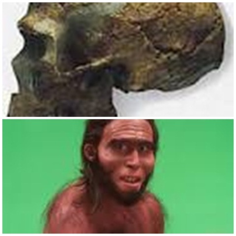 HOMO SAPIENS SAPIENS