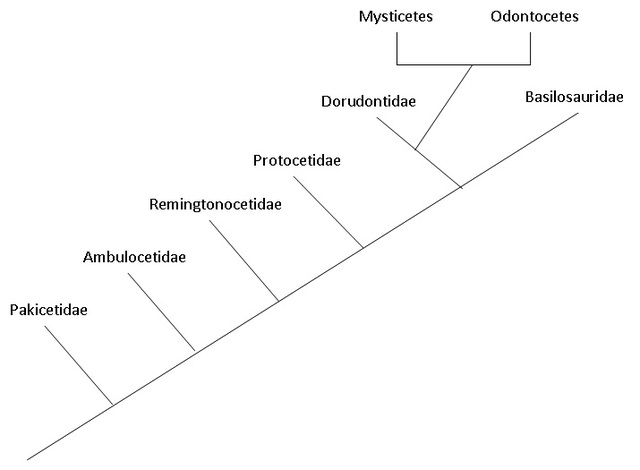 Phylogeny