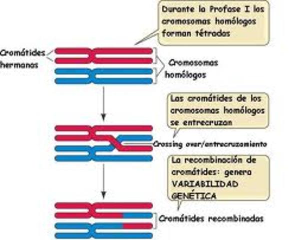 Entrecruzamiento - Recombinación