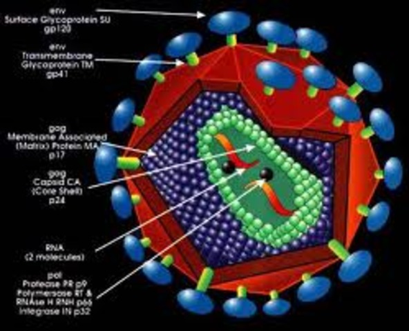 Los genes codifican las proteinas