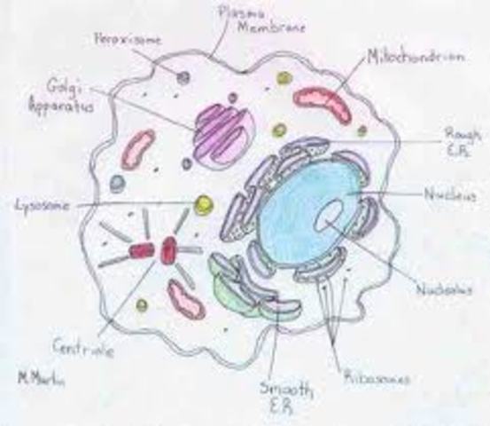 La información genética está en el ADN