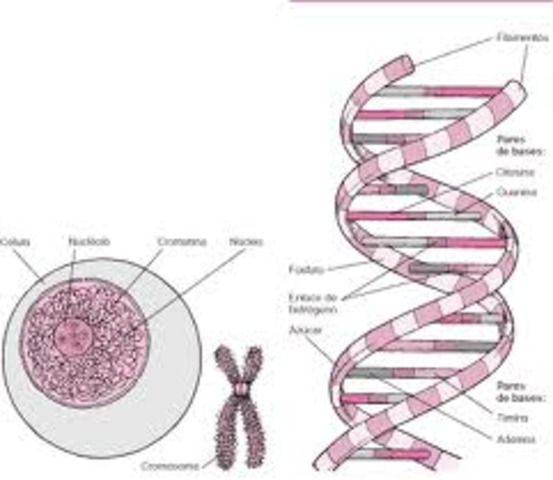 Aislar el material genético