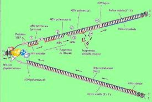 Las enzimas de transcripción del ADN