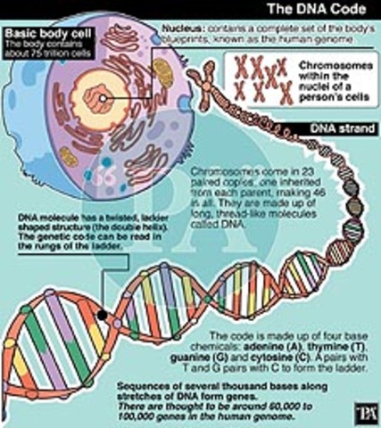 Se completa el Genoma Humano