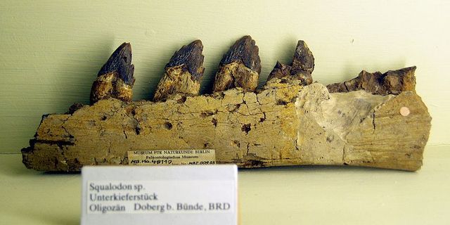 Squalodron continued