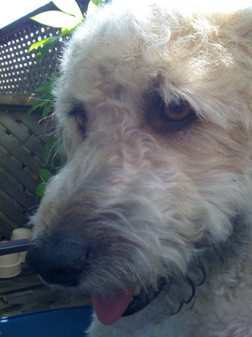 getting my first dog