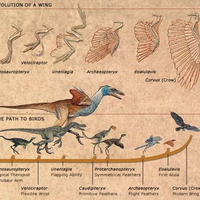 Timeline: Evolution of Birds