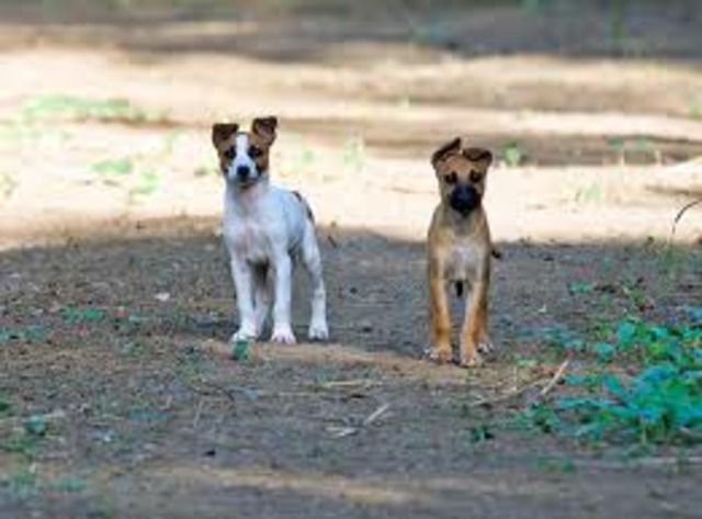 Bone's Rising Action 1