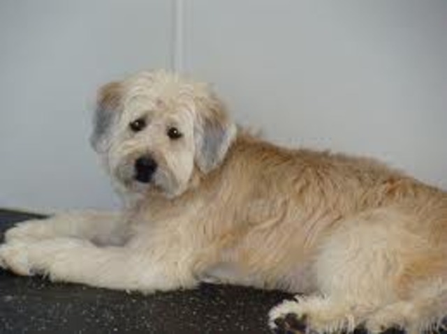 Bone's Rising Action 2