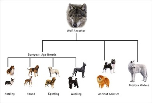Dogs descend from ancient wolves