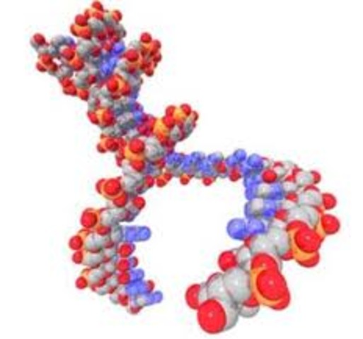 Primeros genomas enteros