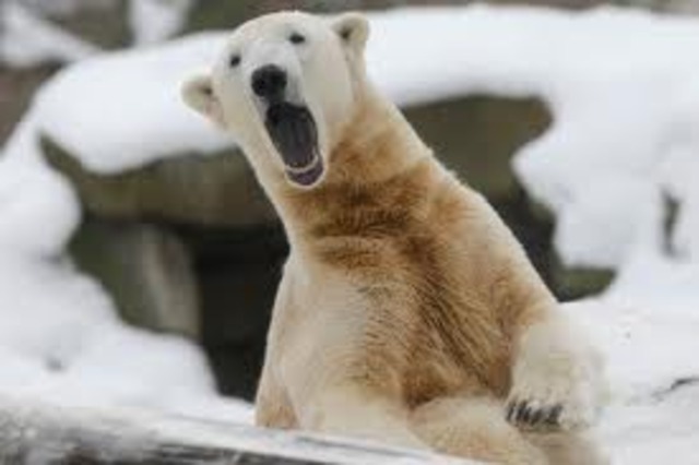 original polar bear begginning of evolutionary changes