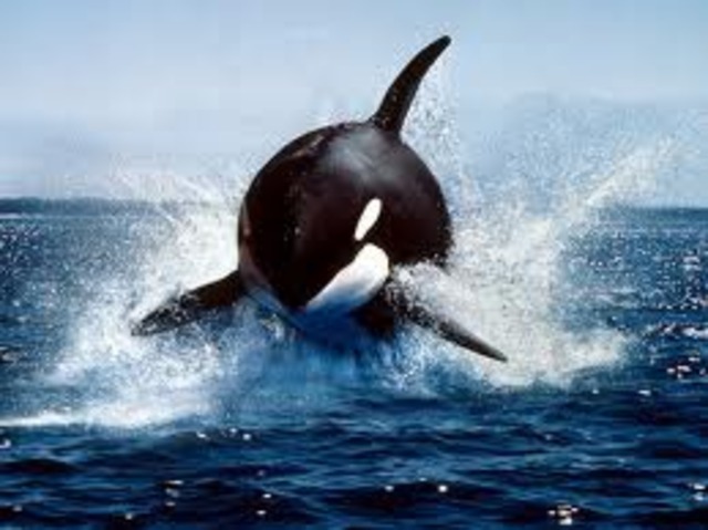 killer whale