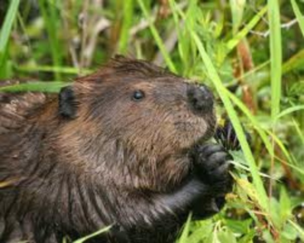 North American Beavers
