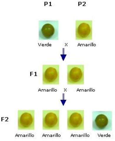 factores hereditarios en los genes
