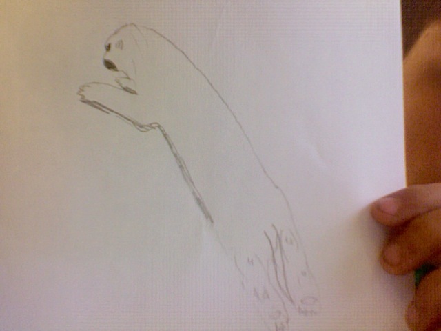 The hind legs got very strong in order to jump high in order to get prey and food in trees and flying creatures because the bears drove and ate almost all the other animals into extinction.