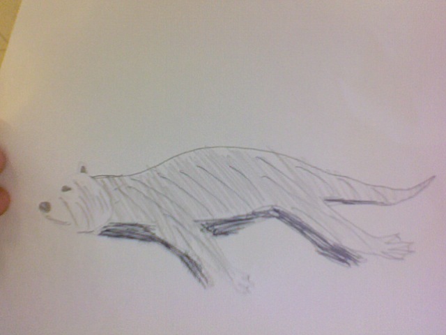 The color of the blubber darkens in order to not be seen by other predators