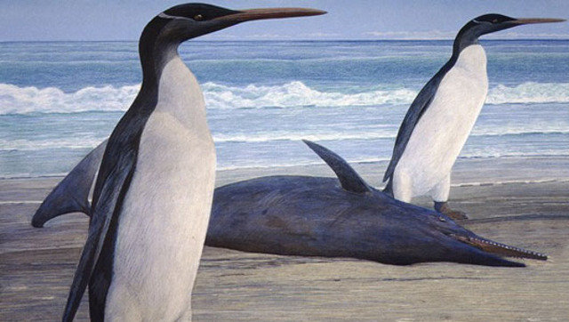 Kairuku waitaki - 27 mya