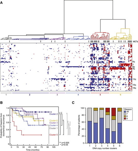 Genomic Characterization of Human Prostate Cancers