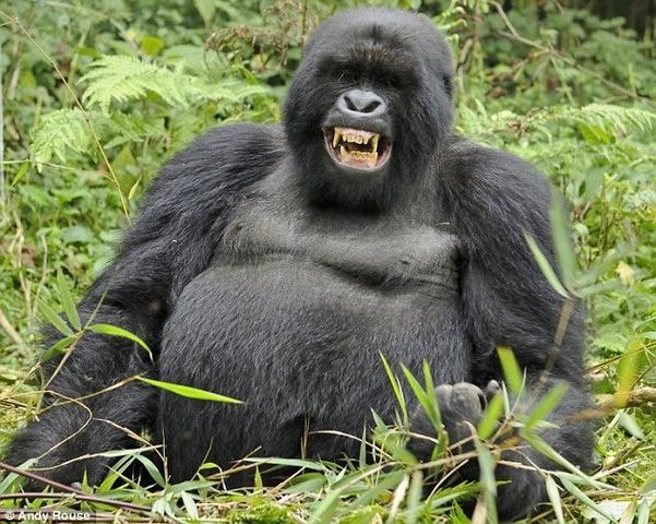 GORILLA