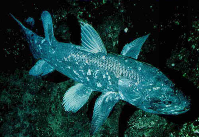Lobe- Finned Fish