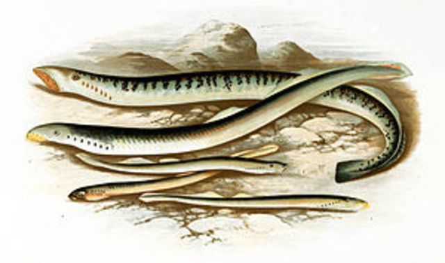 Lamprey