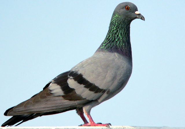 Darwin's pigeons