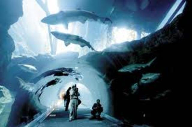 Rising Action 2- Aquarium Incident