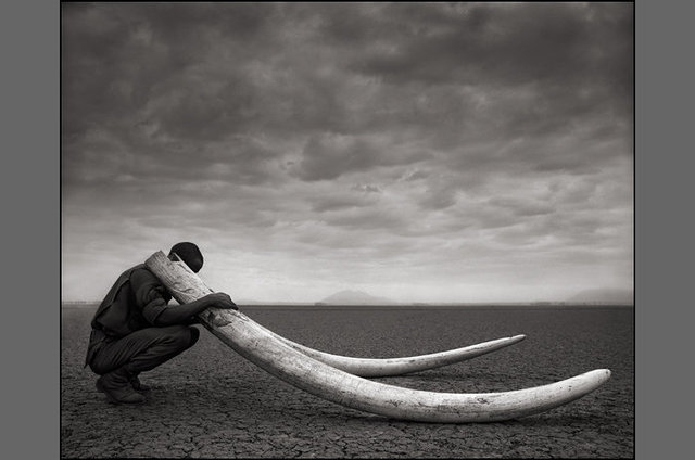 Massive decline of the African elephant