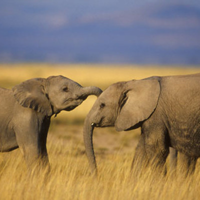 Timeline: Comparison map of the elephant's population