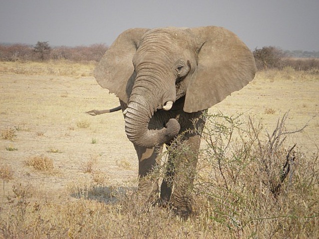 Ivory internationally banned