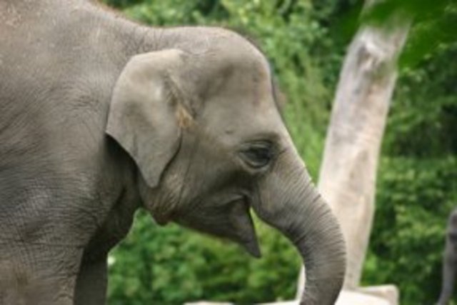 Asian Elephants