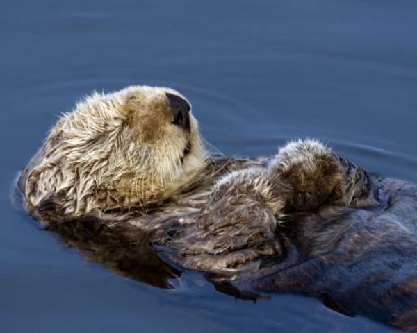 Marine Mammal Protection Act of 1972