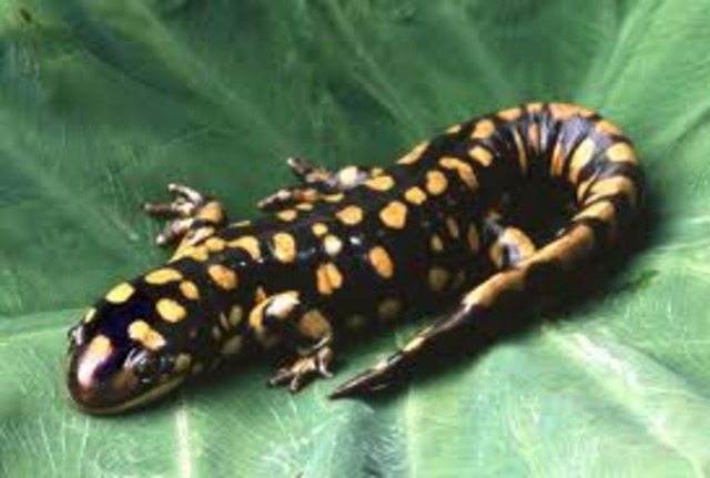 Salamander