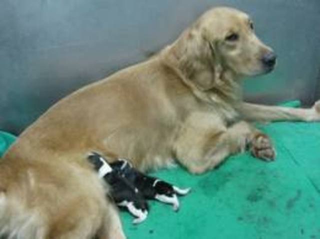 Exposition 3 Characters: Bone