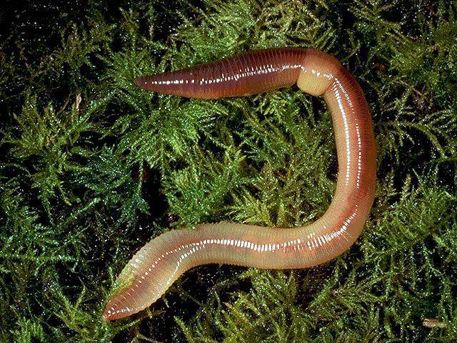 Caecilians