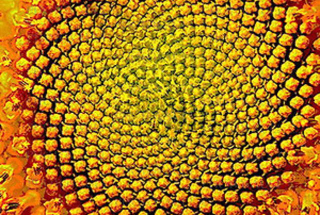 Fibonacci writes Liber Abaci (The Book of the Abacus)