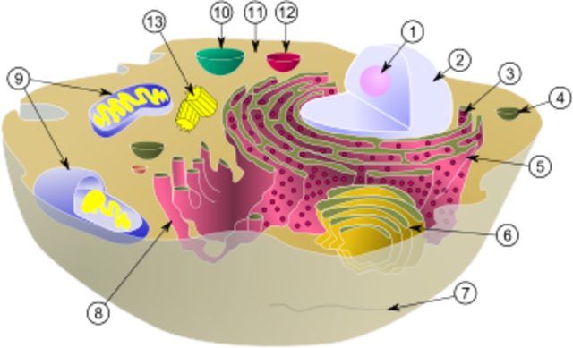 ADN en celulas eucariotas y en los cromosomas