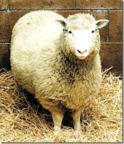 Clonación de la oveja Dolly.