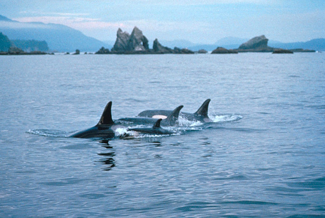 Marine Protection, Research, and Sanctuaries Act of 1972
