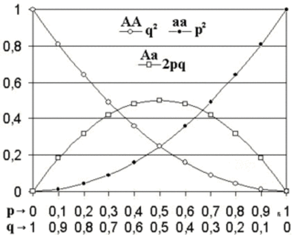 Ley de Hardy-Weinberg