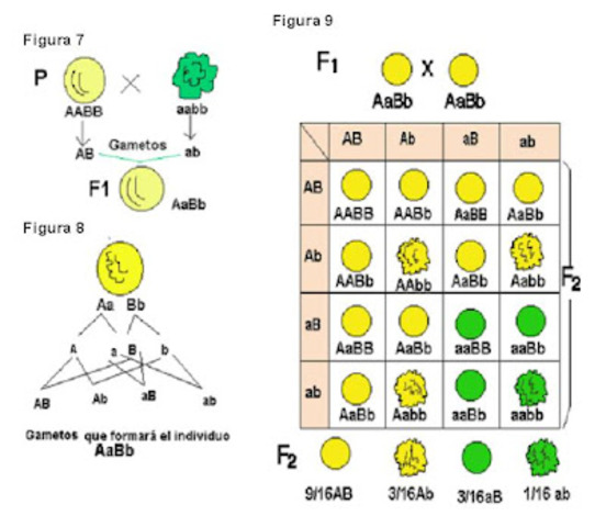 Redescubrimiento de las leyes de Mendel.