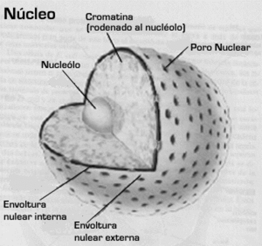 Descubrimiento núcleo eucarioto