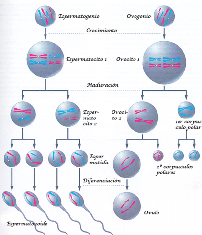 Las células se obtienen por división de las mismas