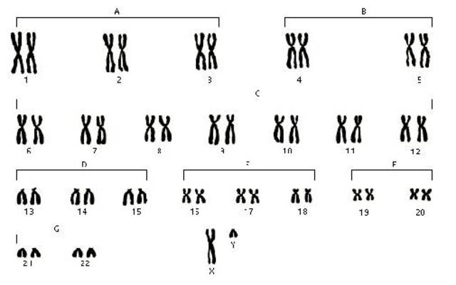 Estudio del Cariotipo humano